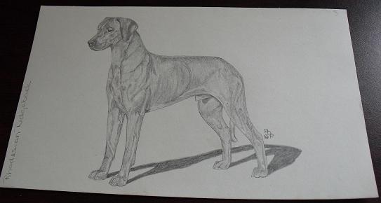 Vintage Rhodesian Ridgeback Graphite Drawing